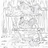 Roost Chickens Roosting sketch template