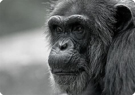 Шимпанзе лат pan фотографии шимпанзе