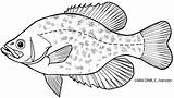 Crappie Fish Minnows sketch template