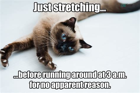 cat memes 25 ways to laugh cattime