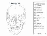 Coloring Skeletal System Anatomy Subject sketch template