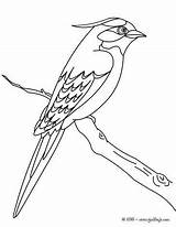 Pajaro Hellokids Hermoso Rama Aves Passarinho Jilguero Hirondelle Pajaros Pájaros sketch template