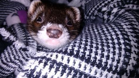 [request] my ferret just died and i m extremely sad [ma usa 090