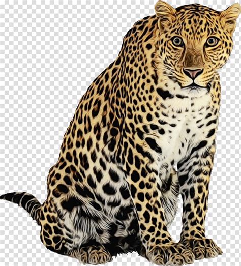 Lion Drawing Cheetah Leopard Cat Tiger Jaguar