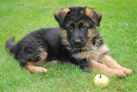 langharige duitse herder pup duitse herders herder duitse herder