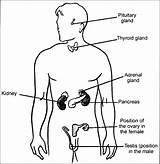 Gland Drawing Pituitary Endocrine Glands Diagram Position Draw Show Getdrawings sketch template