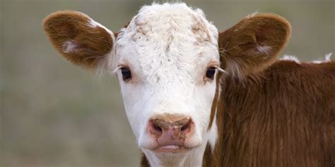 cows moos carry  lot  meaning    imagined huffpost