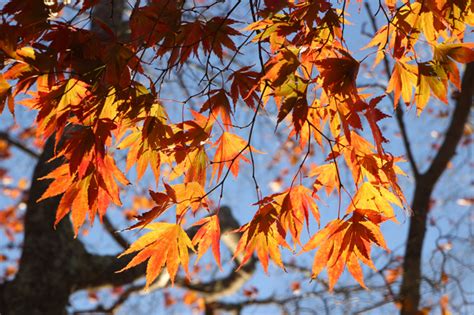Tree Of The Month Japanese Maple Shelter Island Friends