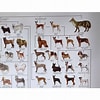 犬 系統図 に対する画像結果.サイズ: 100 x 100。ソース: store.shopping.yahoo.co.jp