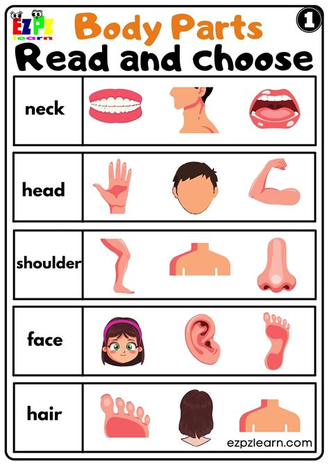 body parts read  choose worksheets  kids  esl   set