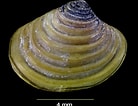 Afbeeldingsresultaten voor "astarte Elliptica". Grootte: 138 x 106. Bron: naturalhistory.museumwales.ac.uk