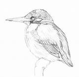 Kingfisher Atthis Alcedo Heleen sketch template