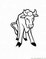 Longhorn Head Coloring Pages Template sketch template