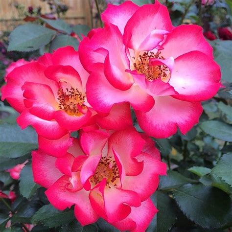 log  instagram weeks roses flowers flower beauty