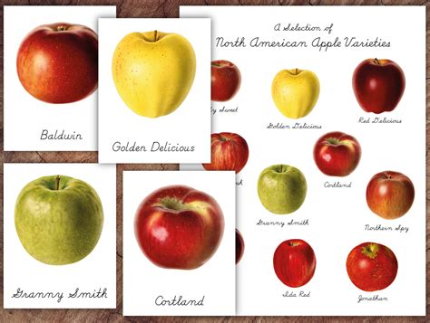 Apple Varieties 3 Part Card Set Montessori Preschool Etsy