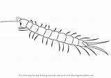 Centipede Draw Drawing Step Tutorial Insects Tutorials Drawingtutorials101 sketch template