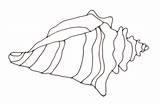 Conch Drawing Shell Draw Clipart Line Cliparts Sketch Clip Outline Drawings Community Library Clipartbest Getdrawings Choose Board sketch template