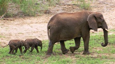 Incredibly Rare Twins Elephants Born For The First Time In A Decade Are