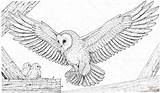 Ausmalbilder Prey Babies Schleiereule Sowa Owls Kolorowanka Animals sketch template