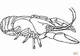 Lobster Aragosta Colorare Kreeft Amerikaanse Agus Categorieën sketch template