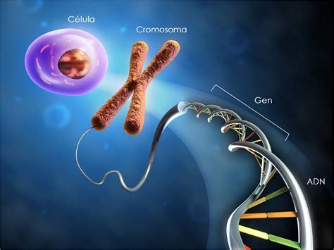 Cromosomas Genética Vistahermosa