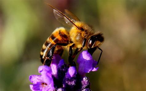 bijles op drentse basisscholen richt zich op betere leefomgeving voor bijen en bewustwording