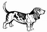 Hound Beagle Basset Cliparts sketch template