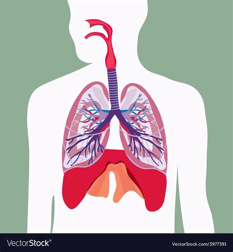 respiratory system lungs human body royalty free vector