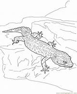 Coloring Pages Lizards Lizard Popular Coloringhome sketch template