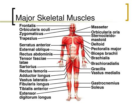 muscular system powerpoint    id