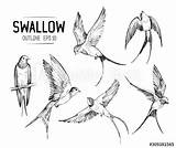 Swallow Swallows sketch template