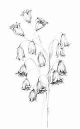 Bluebell Bluebells sketch template