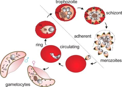 Asexual And Sexual Phases Of The Malaria Parasite In Re