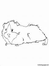 Guinea Pig Coloring Pages Drawing Pigs Printable Cute Colouring Kleurplaten Crafts Cavia Outline Animal Kids Books Drawings Print Dog Visit sketch template