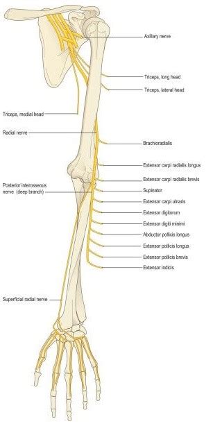 regenerating  radial nerve injury  injections regenexx