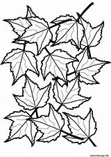 Feuilles Automne Foliage Cooloring Clipartmag Getcolorings Supercoloring sketch template