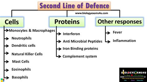 defense  immunology defensive cells defensive proteins inflammation