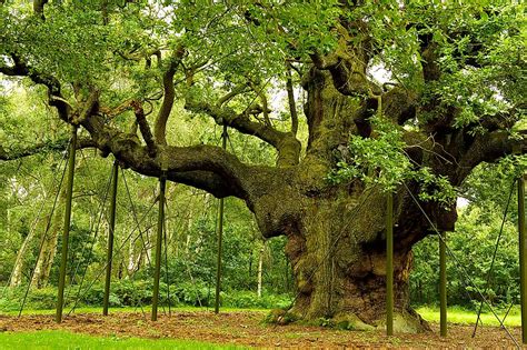major oak worldatlascom