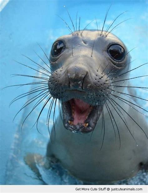 ocean animals happy sea lion lil critters pinterest