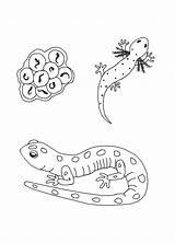 Salamander Salamandre Coloringbay Coloriages sketch template