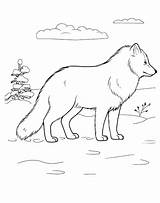 Artico Dibujo Animales sketch template