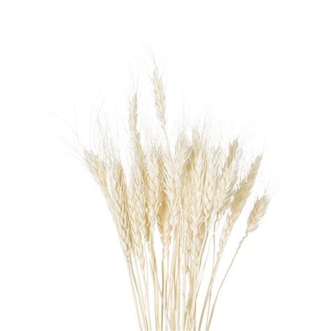 dried white wheat bunch   wholesale  hill interiors