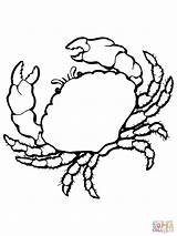 Coloring Crab Pages Sea Print Colouring Printable Color Animals Seashell Shells Realistic Clipart Cliparts Shell Drawing Sheet Clip Kids Crabs sketch template