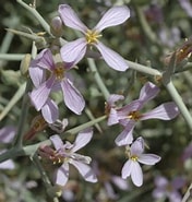 Image result for Co_to_znaczy_zilla_spinosa. Size: 176 x 185. Source: www.africanplants.senckenberg.de