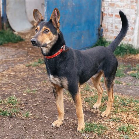 indian pariah dogs unique   breeds  big zoo