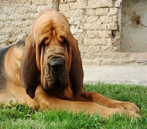 hound dog dog breeds pictures large dog breeds dog breeds