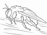 Colorare Disegni Abeille Hummel Bumblebee Calabrone Bourdons Bombus Ausmalbild Ausmalen Kostenlos Erdhummel Ausdrucken Bambini Disegnare Insetti Insect Onlinecoloringpages sketch template