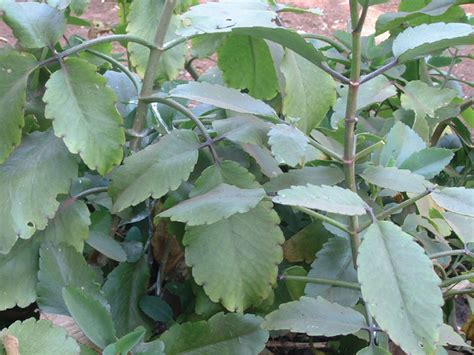 medicinal plants herbs for female lubrication in uganda