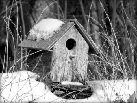 birdhouse  bw bird houses bird house decor