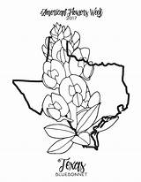 Bluebonnet Coloring Flower Drawing Texas Bluebonnets Pages Mockingbird Getdrawings Paintingvalley Getcolorings Printable Introducing sketch template